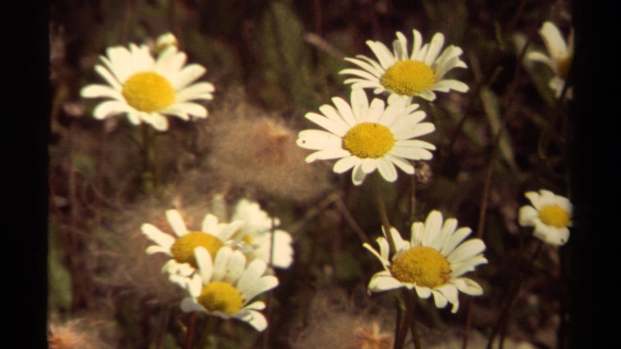 1979 British Columbia 8mm frame showing white daisies with yellow centers in a natural rocky setting.