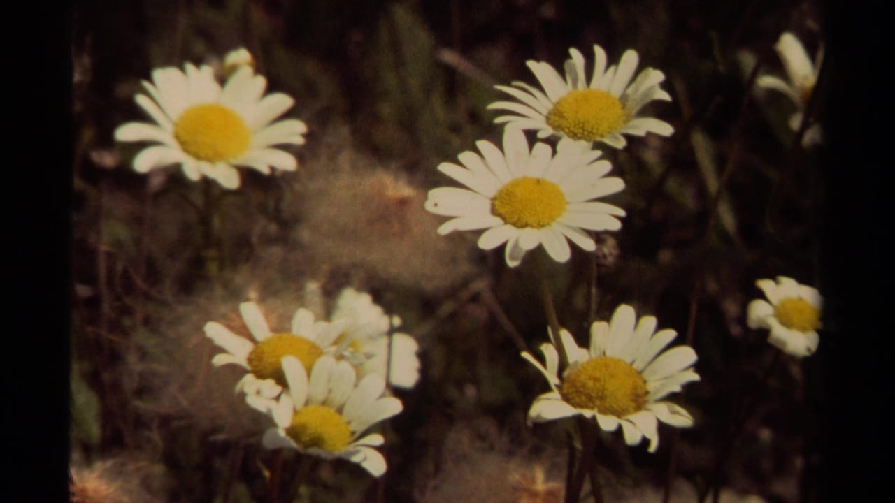 Cluster of daisies in soft sunlight with dark natural background.