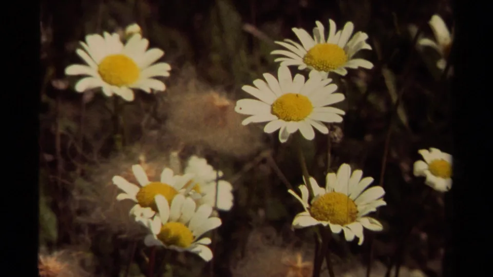 1979 British Columbia 8mm frame showing daisies and grasses with visible film-frame border at the edge.
