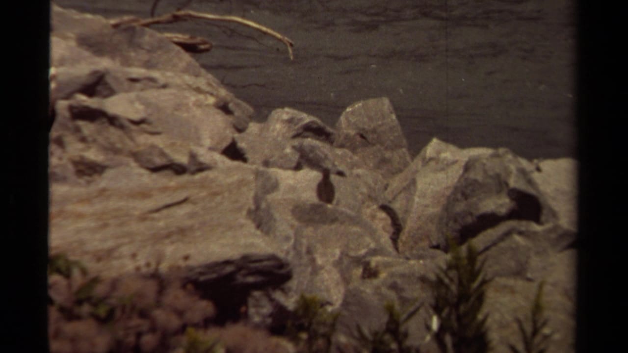 Small bird on shoreline rocks beside calm water in 1979 British Columbia 8mm home-movie footage.