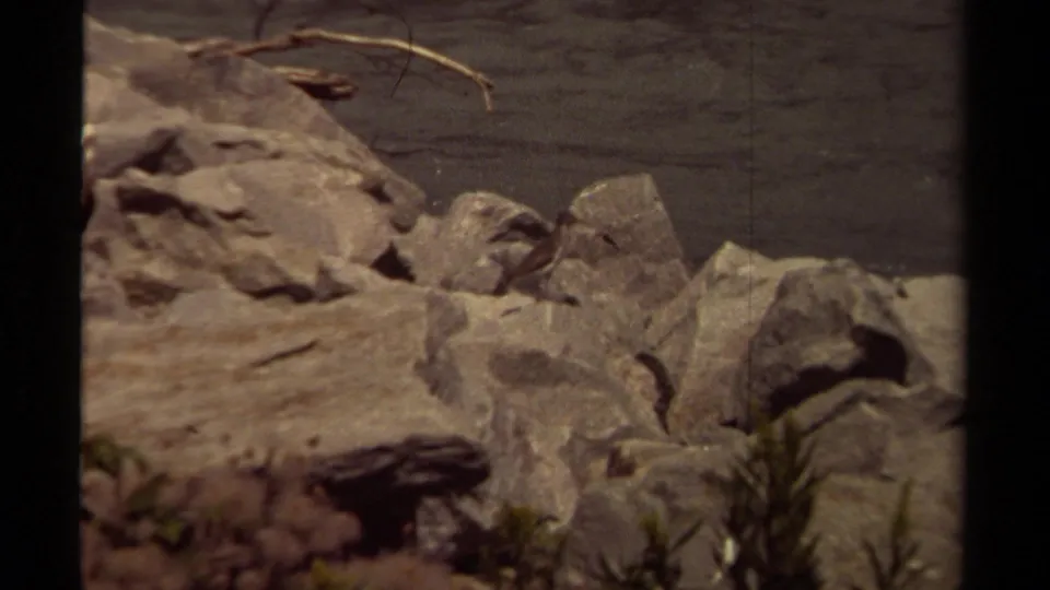 Small bird remains among shoreline rocks, with calm water and a thin branch in the background.
