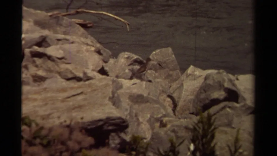 A small bird is visible among weathered rocks on a British Columbia shoreline, with muted 8mm color and grain.