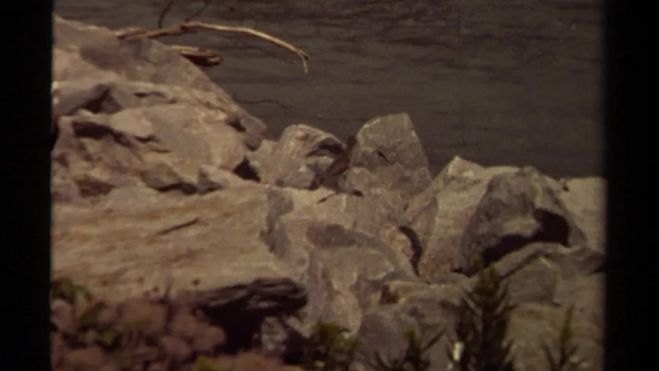 Final frame shows the small bird near the rocks and sparse vegetation along the British Columbia shoreline.