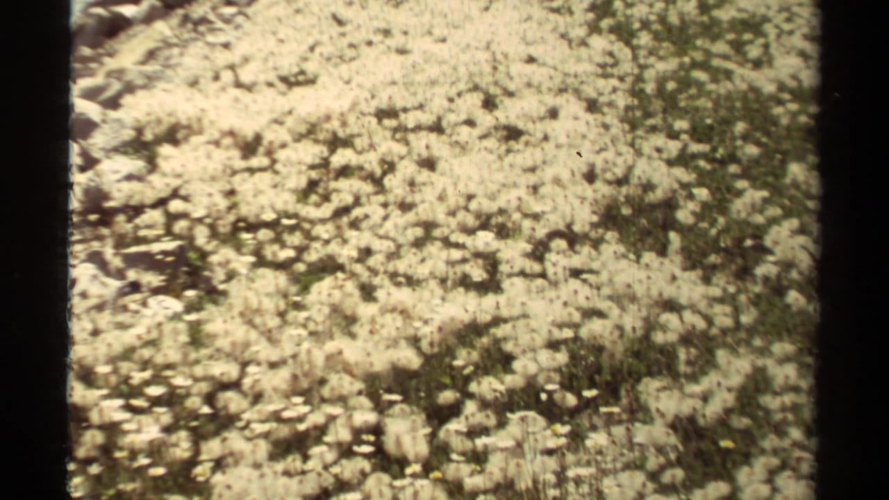 1979 British Columbia home-movie frame showing pale dandelion seed heads across rocky, uneven ground.
