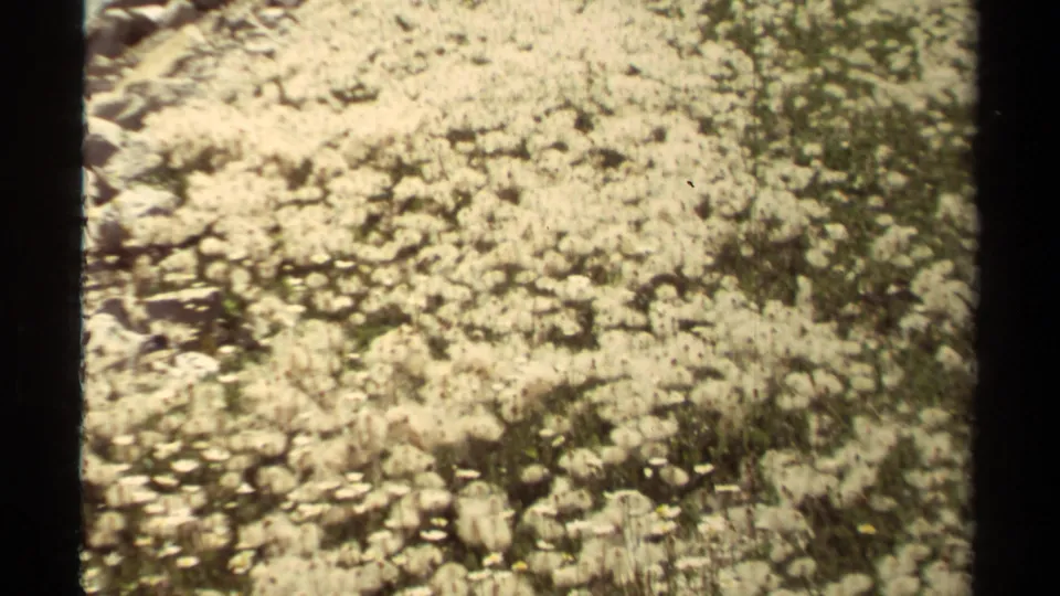 1979 British Columbia home-movie frame showing pale dandelion seed heads across rocky, uneven ground.