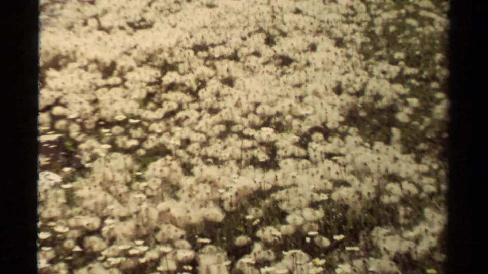 Archival 8mm view of dandelion seed heads and stones in a British Columbia field, supported by clip metadata.