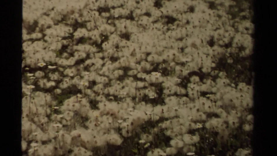 Home-movie frame of a dandelion field with rocky earth and soft 8mm texture in British Columbia.