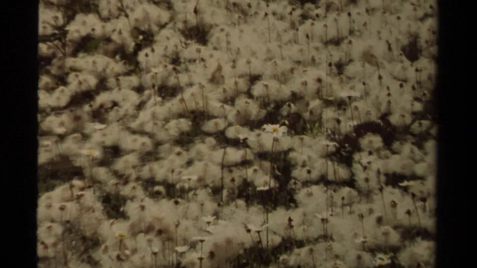 Late-1970s 8mm frame showing dandelion seed heads scattered over rocky British Columbia ground.