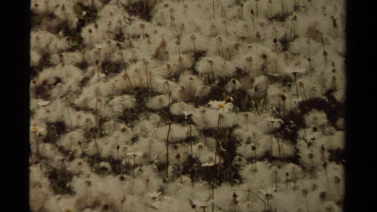 Close 1979 8mm view of pale wildflower seed heads and grass in British Columbia, with soft focus and dark film-gate borders.