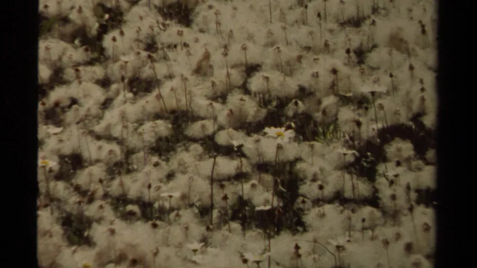 Close 1979 8mm view of pale wildflower seed heads and grass in British Columbia, with soft focus and dark film-gate borders.