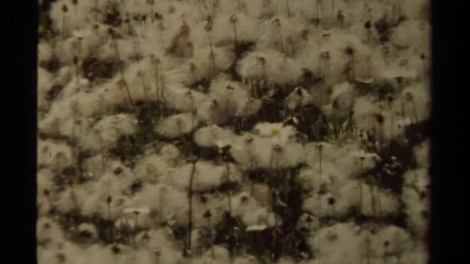 Soft 8mm close-up of wildflower seed heads in a grassy shoreline setting, with faded color and visible frame edge.