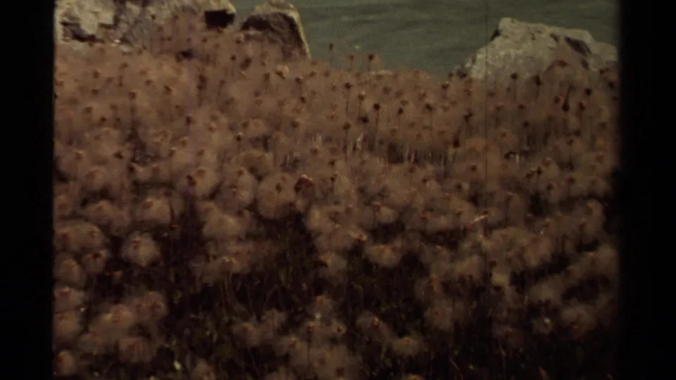 British Columbia 8mm frame showing wildflower seed heads in front of shoreline rocks and a muted body of water.