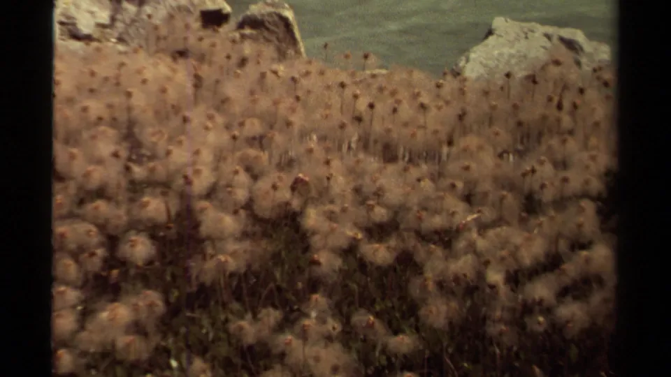 Final close frame of 1979 British Columbia wildflower seed heads against rocks and water, with visible 8mm grain and soft color.