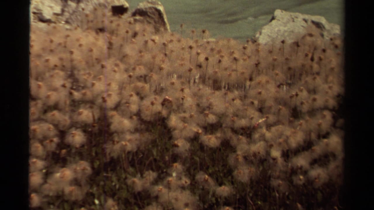 Close view of fuzzy plants or seed heads in front of pale rock and green hillside.