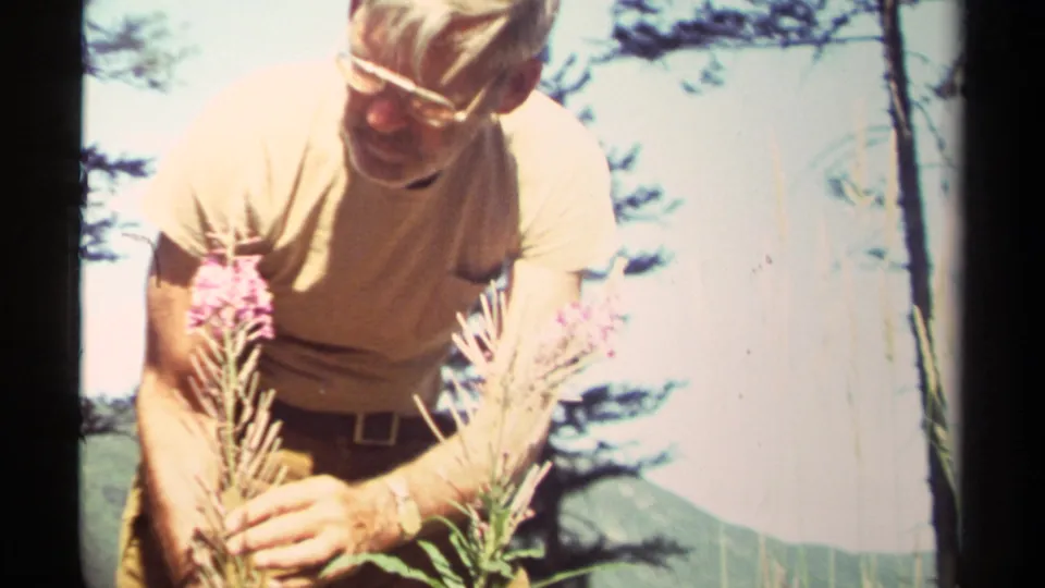 1979 British Columbia 8mm frame showing an adult man in glasses examining pink wildflowers in a sunlit meadow.