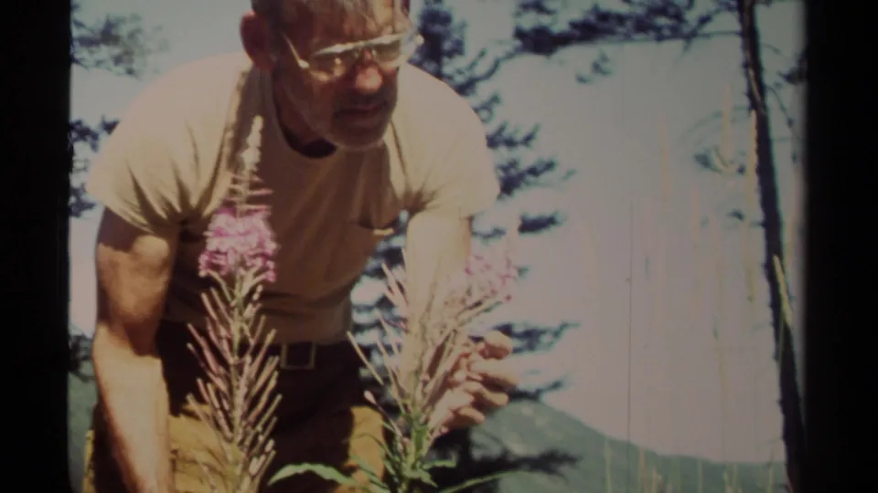 The man stands among tall purple wildflowers in a sunlit British Columbia forest scene from the 1979 8mm clip.