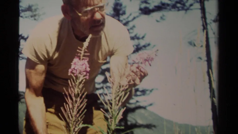 In the final frame, the man appears to hold a purple wildflower stem in a sunlit 1979 British Columbia home movie scene.