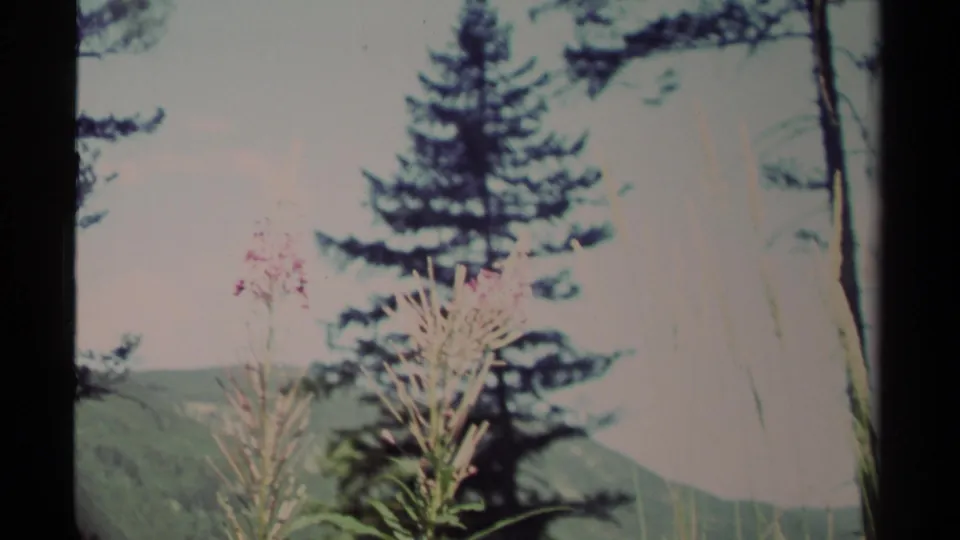Purple fireweed fills the foreground in a British Columbia mountain forest scene, with evergreens and hazy hills in the background.