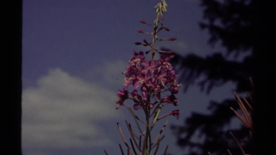 A close 8mm view shows purple fireweed rising against a deep blue sky, pale clouds, and dark evergreen branches.