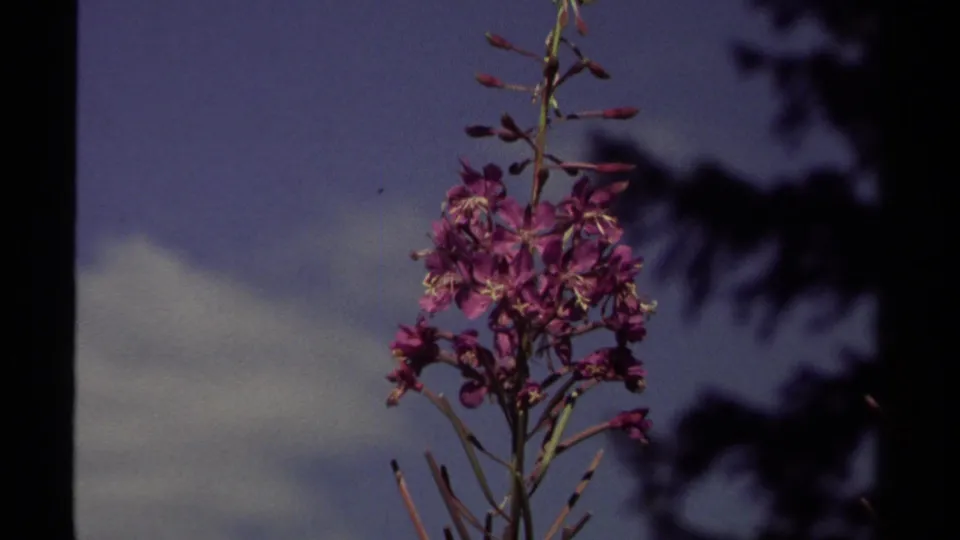 The final frame lingers on purple fireweed in a British Columbia forest, with blue sky, soft cloud, and dark evergreen silhouettes around it.