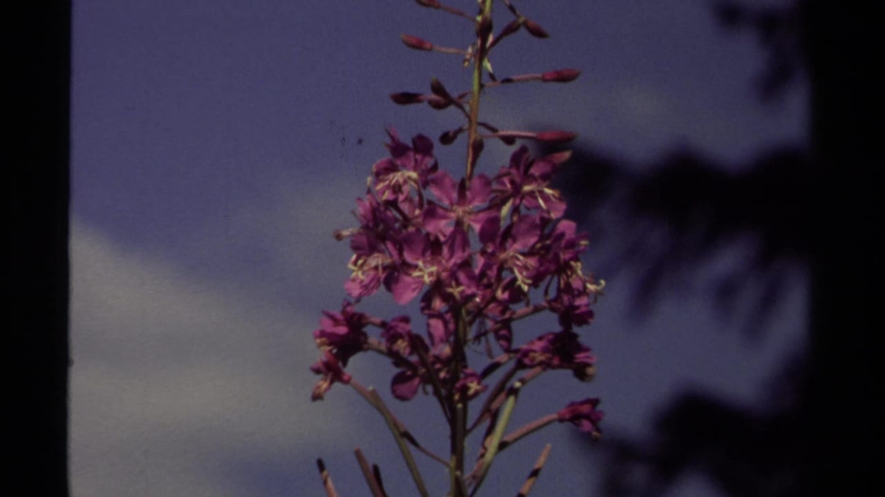Purple fireweed blossoms in a 1979 British Columbia 8mm frame, set against blue sky and dark tree shadows.