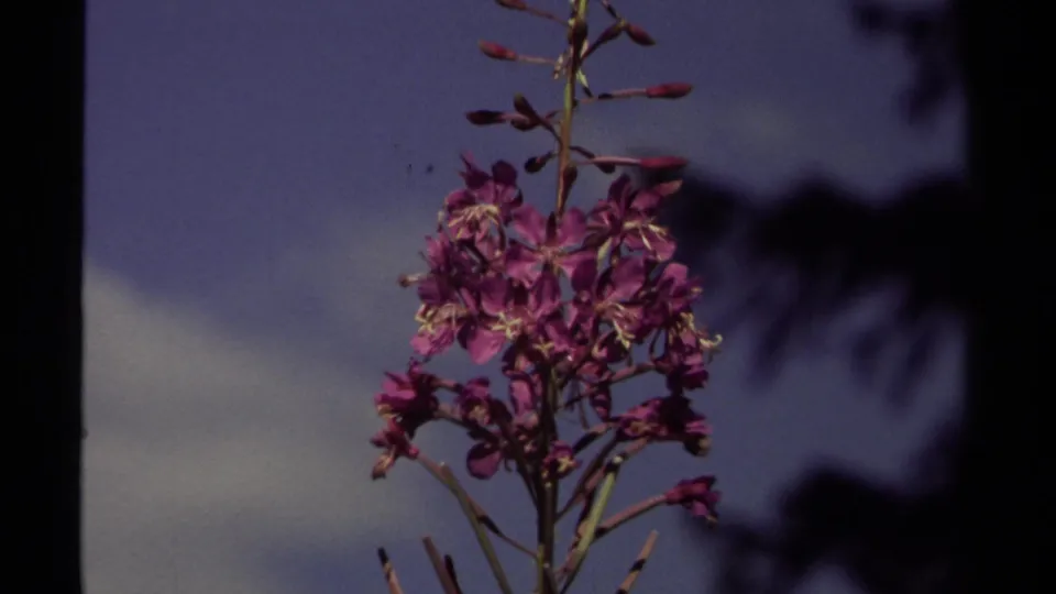 Purple fireweed blossoms in a 1979 British Columbia 8mm frame, set against blue sky and dark tree shadows.