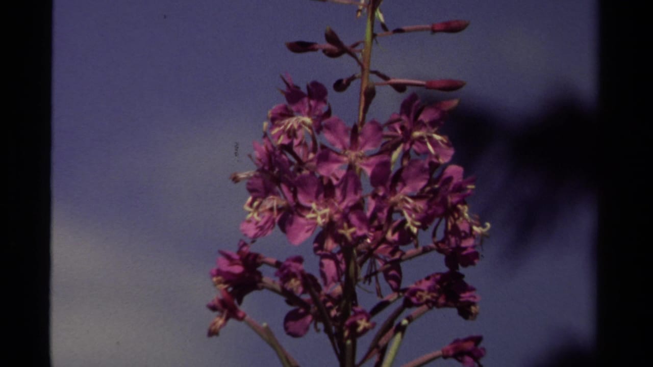 A close 1979 British Columbia 8mm view of fireweed blossoms, buds, and stems framed by dark tree silhouettes.
