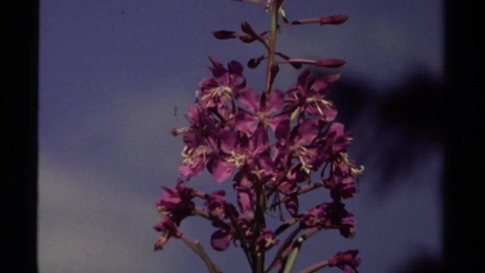 A close 1979 British Columbia 8mm view of fireweed blossoms, buds, and stems framed by dark tree silhouettes.
