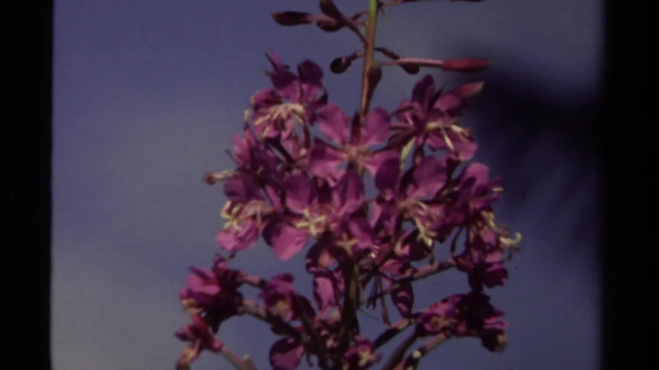 Purple fireweed blossoms in vintage 8mm footage from British Columbia, with buds, stems, sky, and shadowed trees visible.
