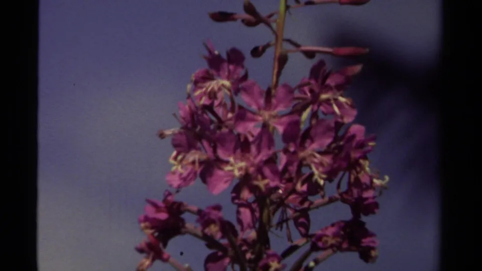 A 1979 British Columbia 8mm close-up of fireweed flowers, with purple petals, buds, and a shadowed tree line behind.