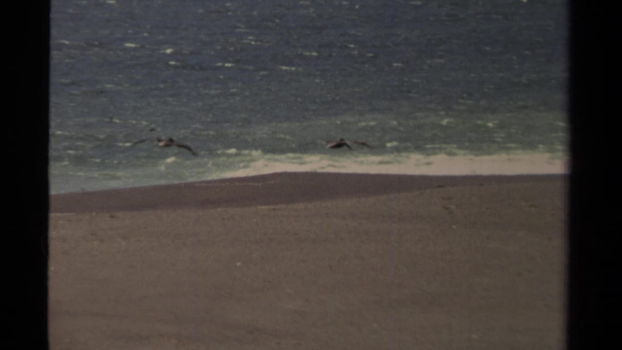 Pelicans flying low over a sandy beach with ocean surf behind them.