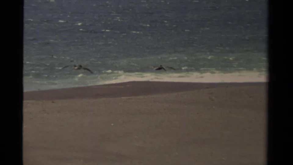 Two pelicans glide above the sandy Mendocino shoreline, with breaking surf and blue-green ocean visible on 8mm film.