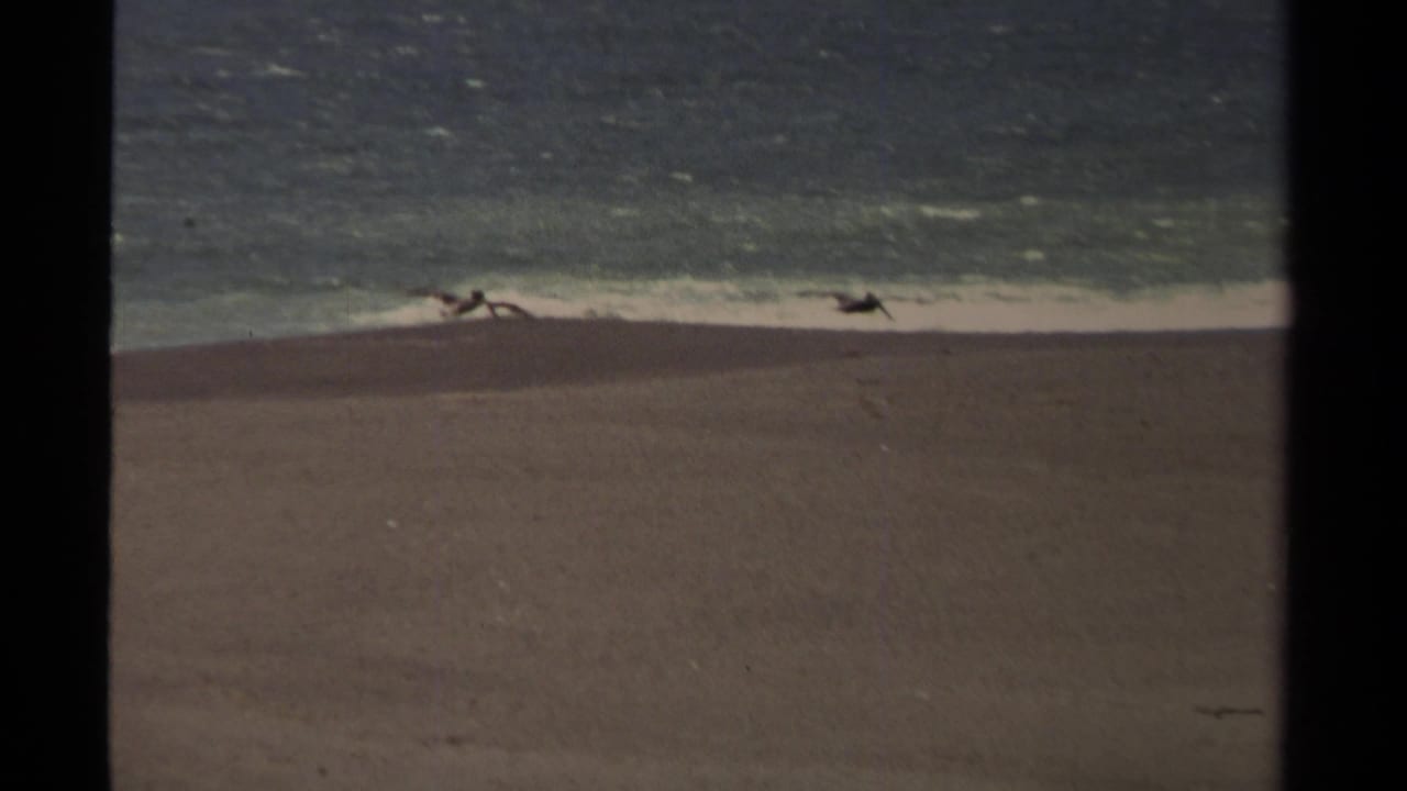 Pelicans gliding near the surf line over a wide sandy shoreline.