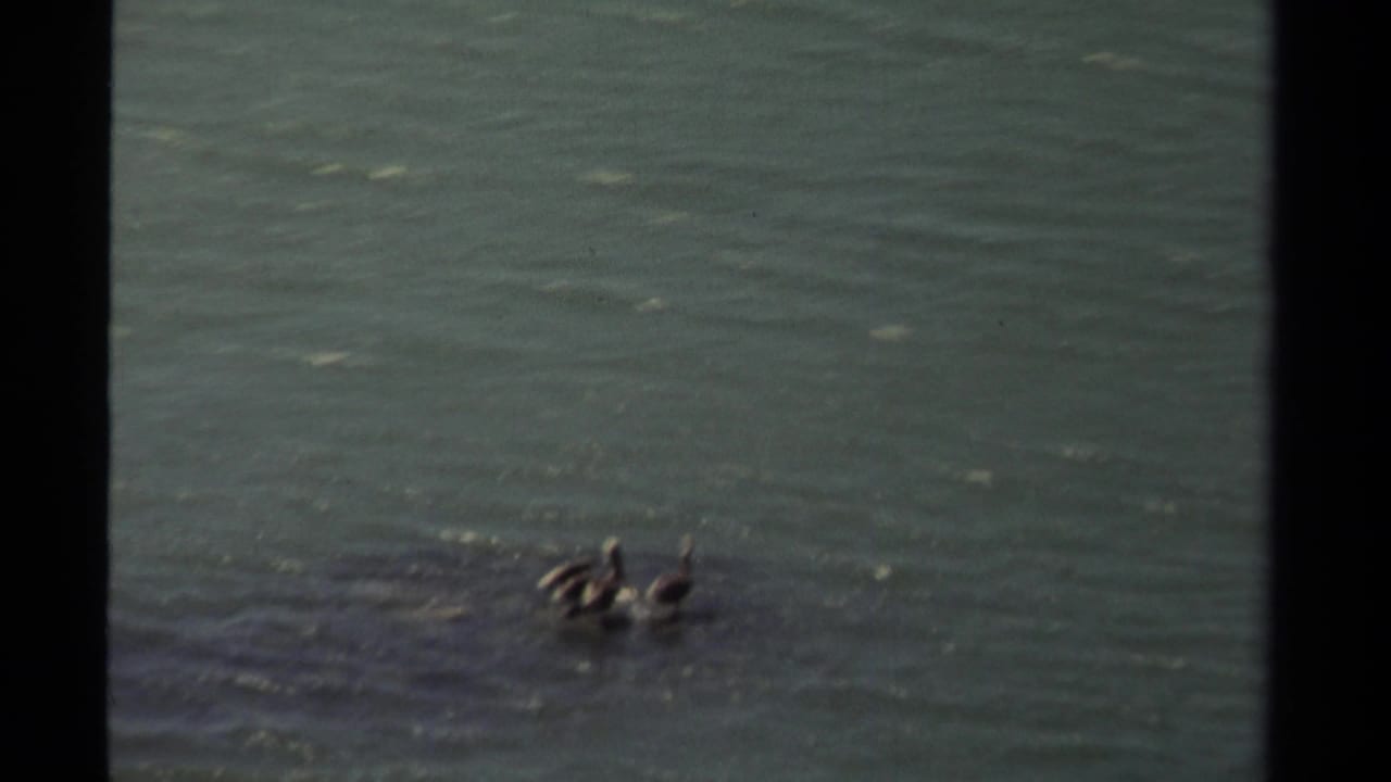 Two distant pelicans swim across rippling water near the right side of the frame.