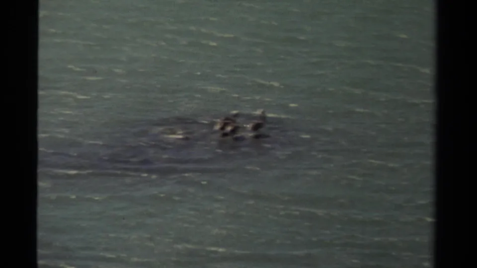 Mendocino, California 8mm footage from 1980 shows two pelicans low in frame, swimming through lightly rippled water.