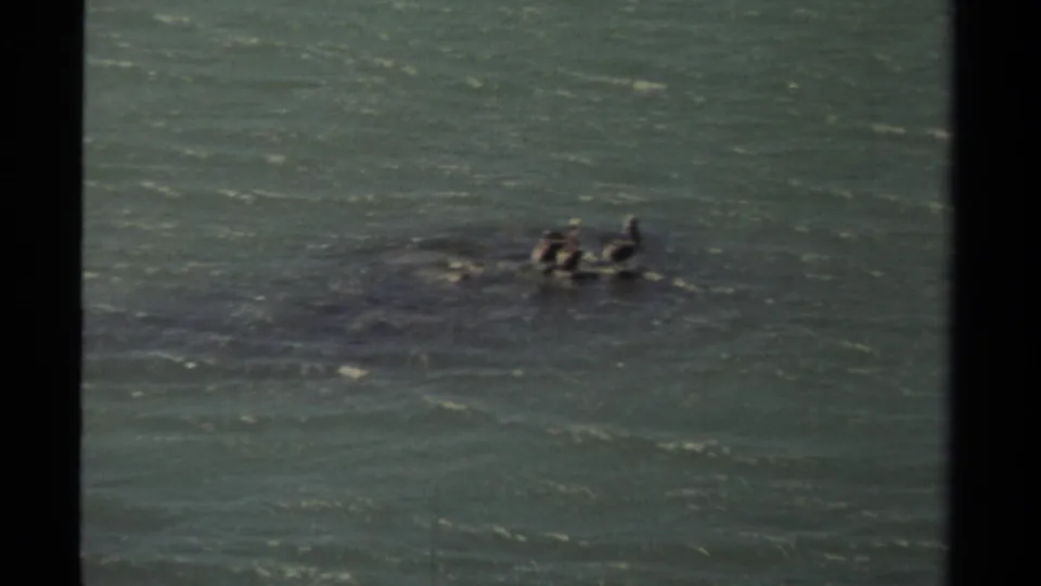 Mendocino, California 8mm footage from 1980 shows the pair of pelicans continuing across the water with a faint wake behind them.