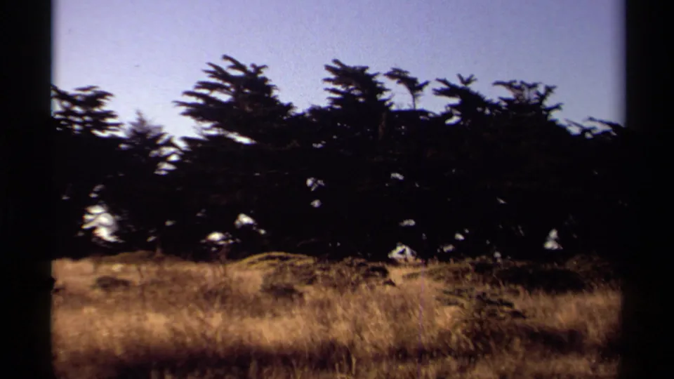 Handheld 8mm view of dry Mendocino grassland with dark coastal trees and a pale blue sky.