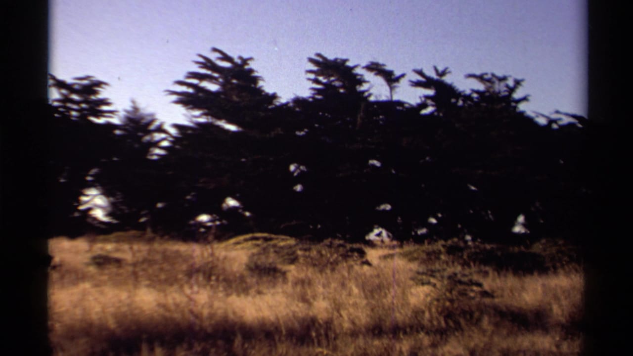 1980 Mendocino home-movie frame showing golden grass and a dark wind-shaped tree line beneath pale blue sky.