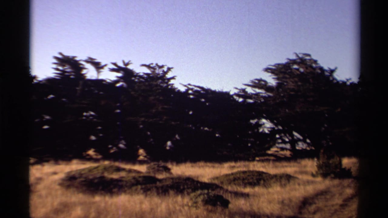 Grassland with low mounds and a dense line of dark trees.