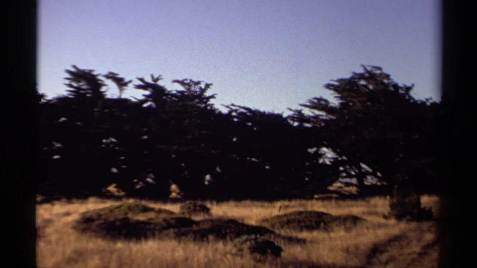 1980 Mendocino 8mm frame with wind-shaped trees, dry grass foreground, and soft handheld film texture.