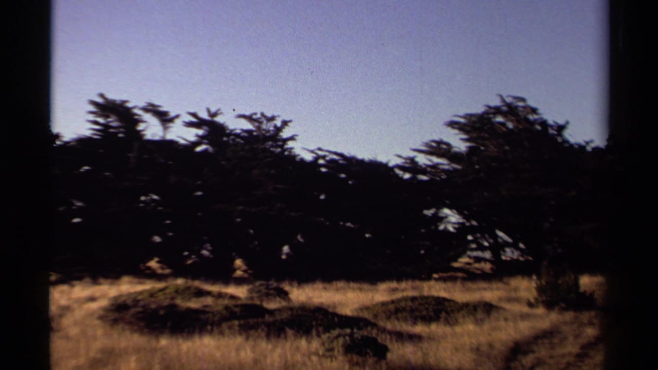 Dark silhouetted trees and dry grasses beneath a pale sky.