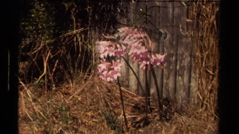 1980 Mendocino garden close view with pink flowers, dry grass, vines, and a rustic wooden fence.