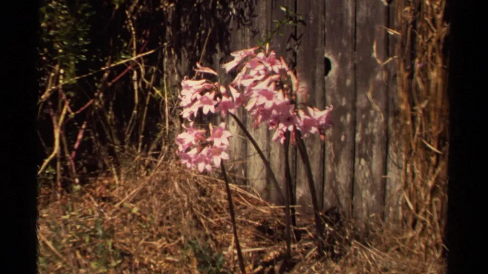 1980 Mendocino 8mm frame of pink flowers against a worn fence, with dry grasses and garden foliage around them.