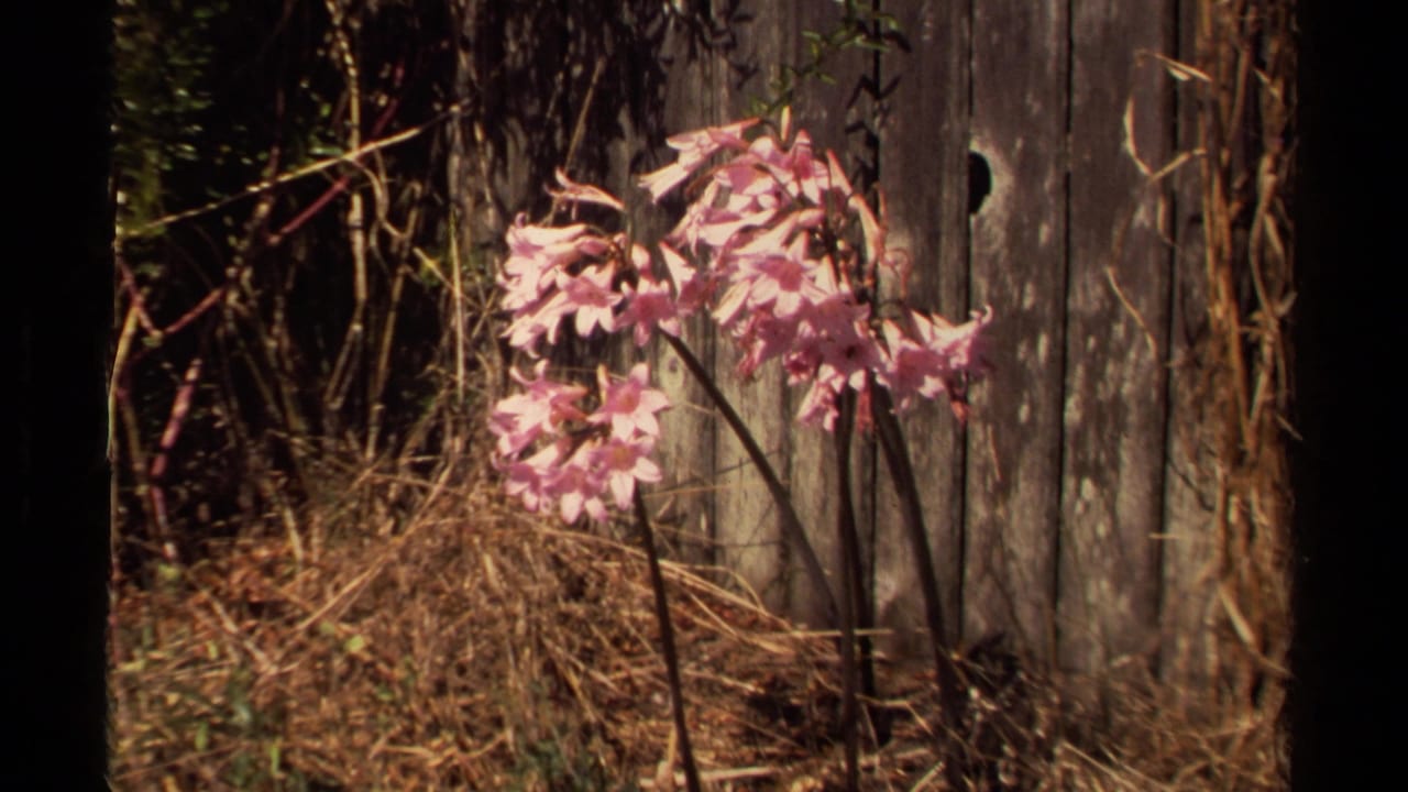 Pink flowers blooming near a weathered wooden fence in Mendocino, California, captured on 8mm home-movie film in 1980.