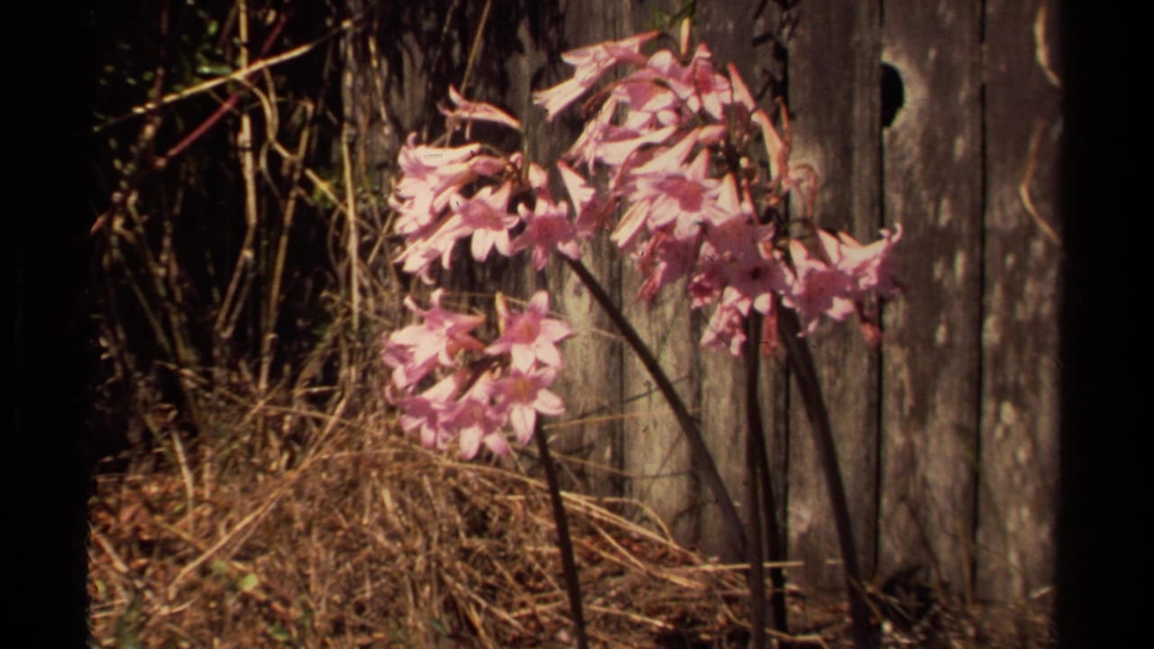 Cluster of pink flowers leaning near an old wooden fence and dry vegetation.