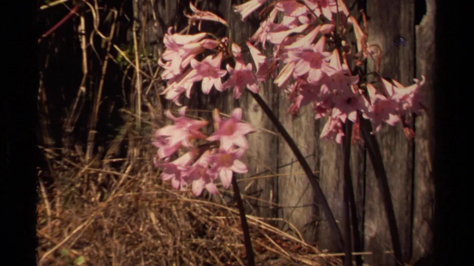 Closer 8mm view of pink flowers, dark stems, dry grass, and fence boards in Mendocino, California, in 1980.