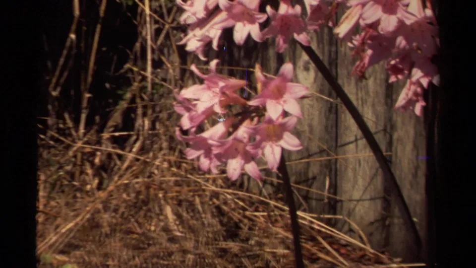 Foreground pink flowers partly fill the frame, with dry grass and a weathered wooden fence behind them in 1980 Mendocino footage.