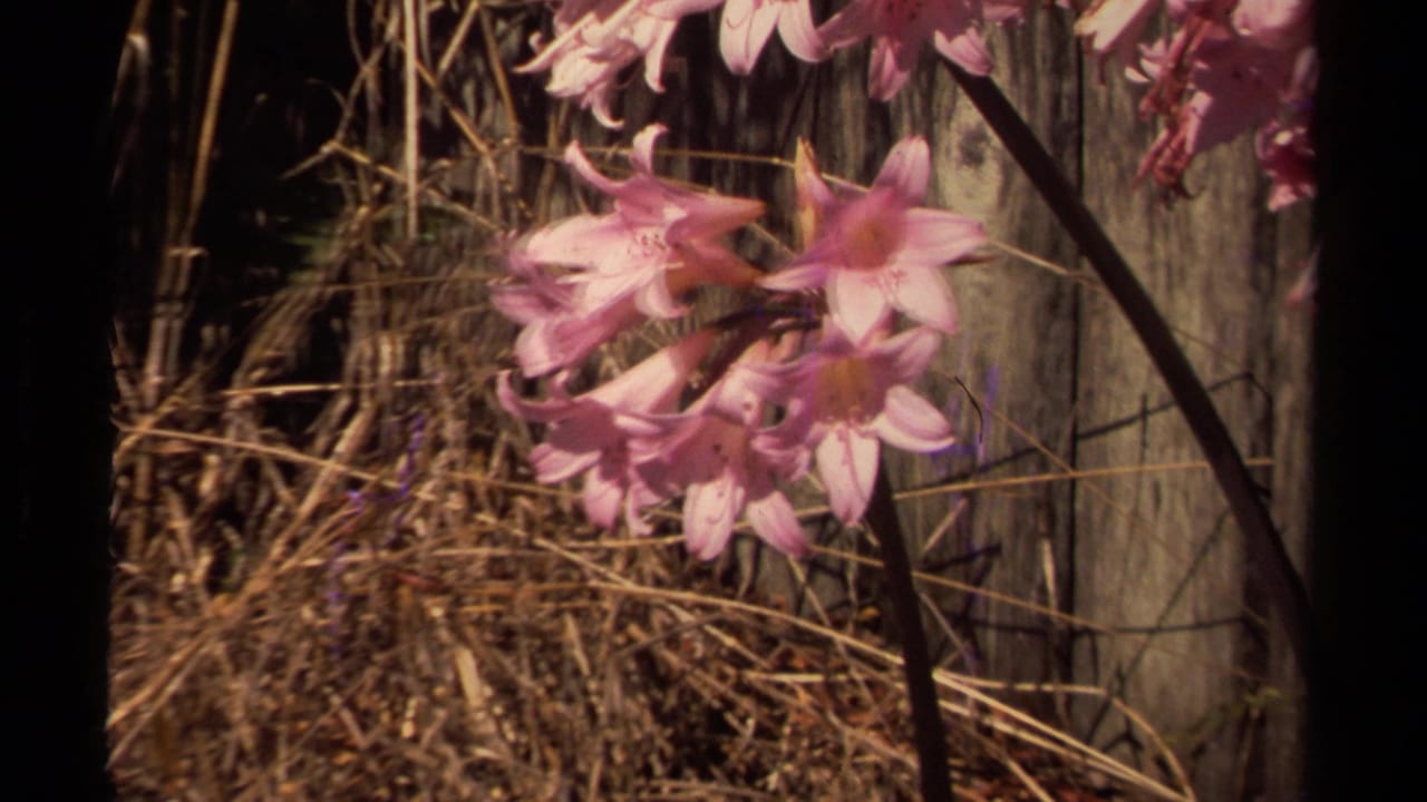 Pink flowers near dry grass and a weathered wooden fence.