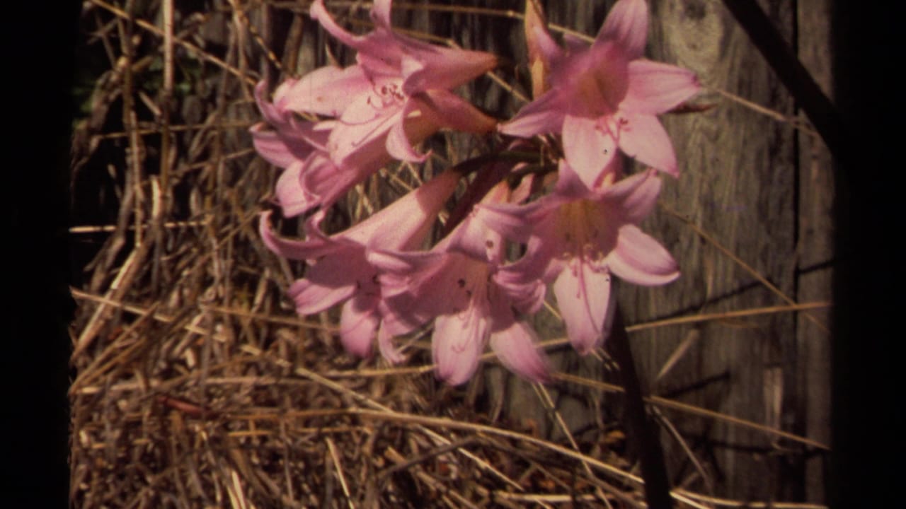 Pink blossoms hang across a sunlit garden edge, with dry grasses and weathered fence boards behind them.