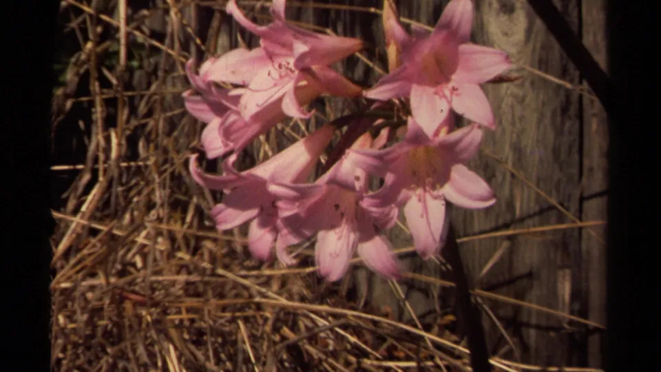 Pink blossoms hang across a sunlit garden edge, with dry grasses and weathered fence boards behind them.